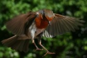 _robin_landing