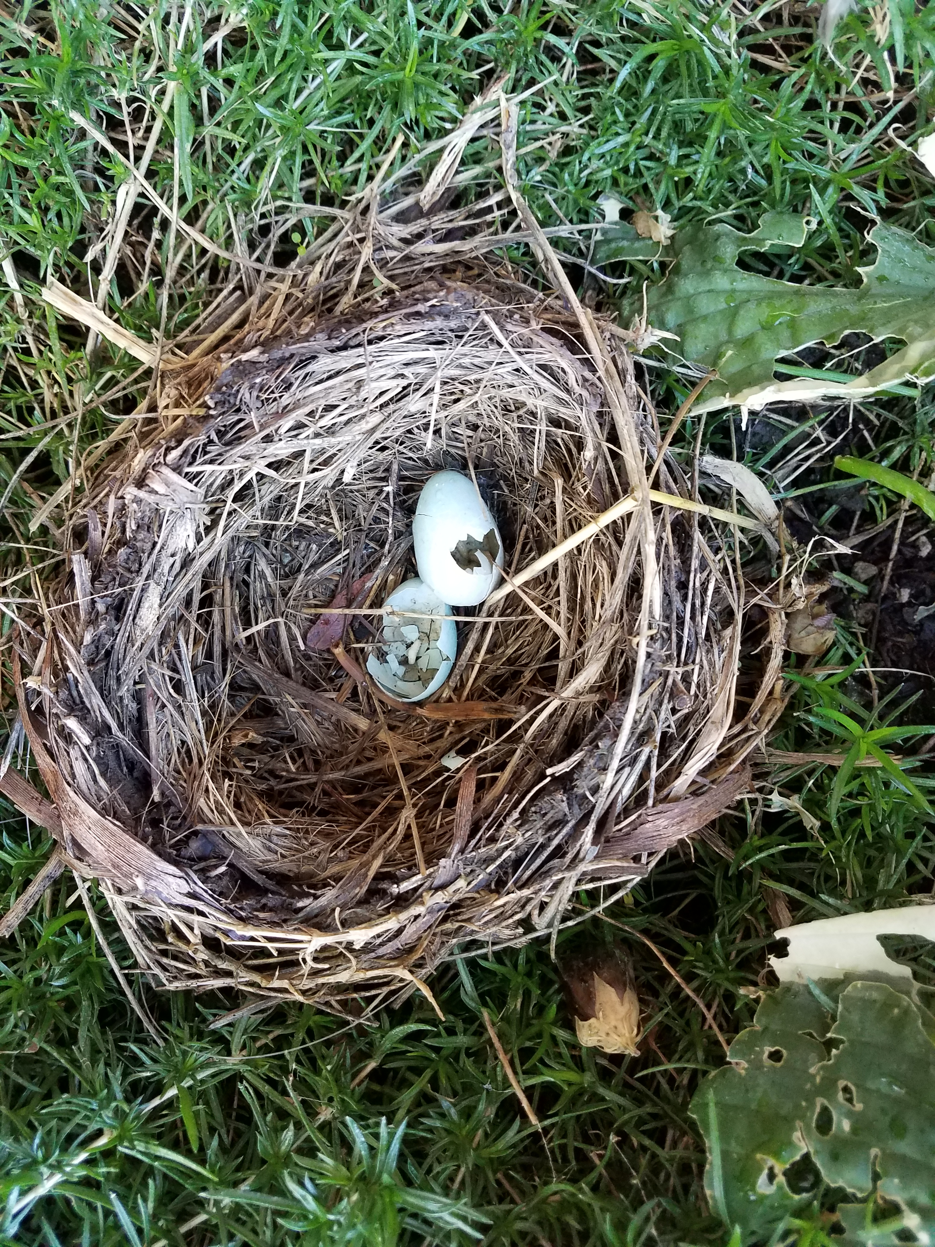 nest
